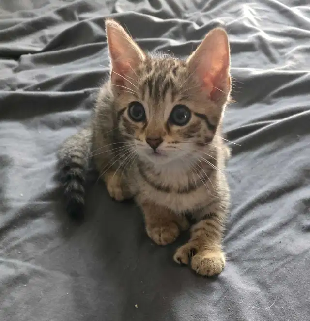 CHATON SAVANA FEMELLE