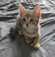 CHATON SAVANA FEMELLE