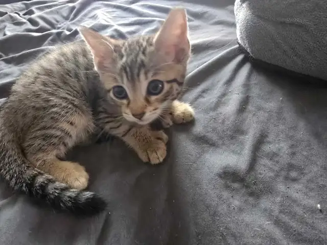 CHATON SAVANA FEMELLE - Photo 2