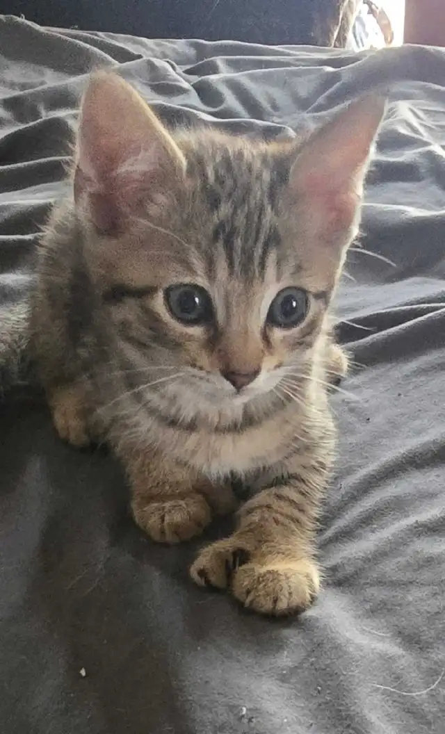 CHATON SAVANA FEMELLE - Photo 4