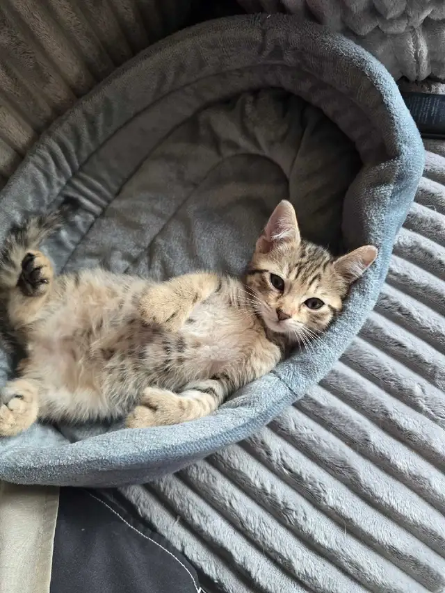 CHATON SAVANA FEMELLE - Photo 5