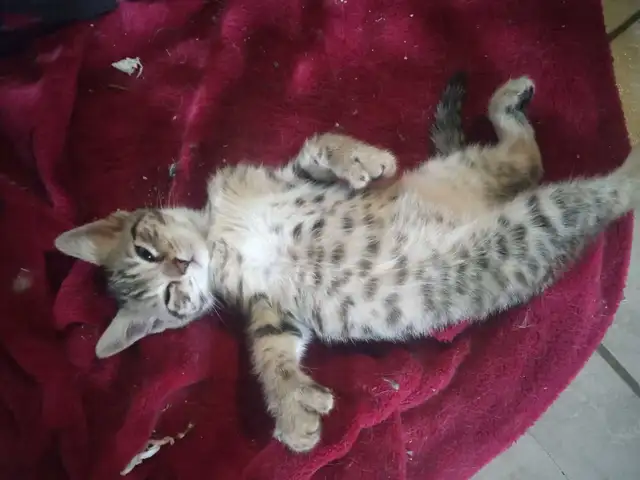 CHATON SAVANA FEMELLE - Photo 6