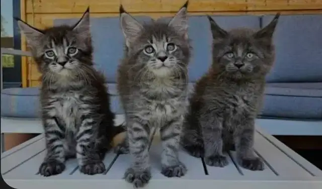 Maine coon kittens