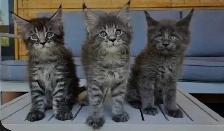 Maine coon kittens