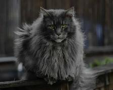Maine coon kittens - Photo 2