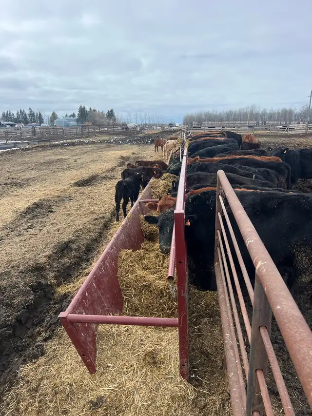 Cow Calf Pairs - Photo 2