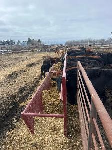 Cow Calf Pairs - Photo 2