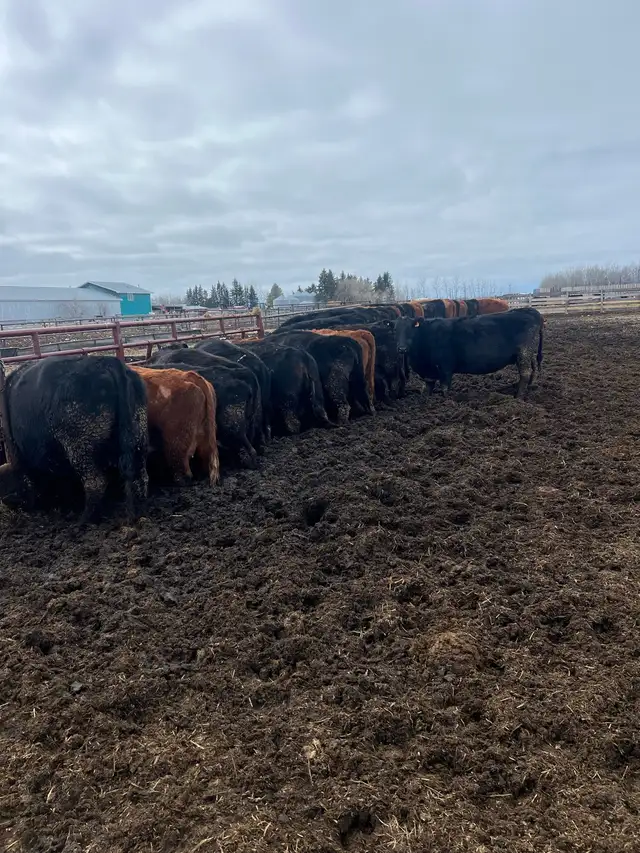 Cow Calf Pairs - Photo 3