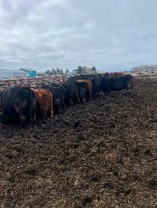 Cow Calf Pairs - Photo 3