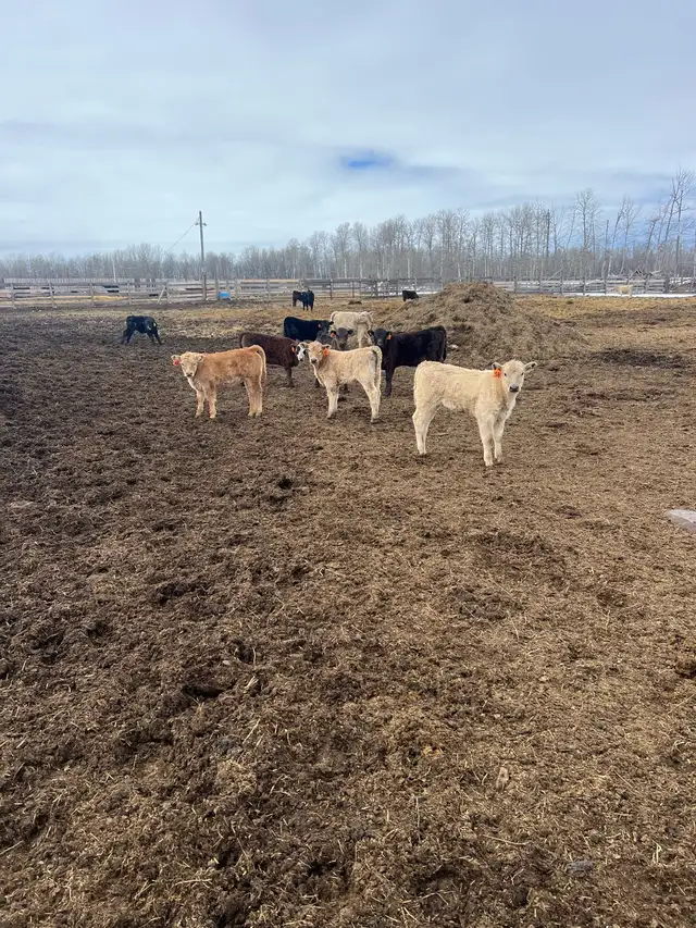 Cow Calf Pairs - Photo 4