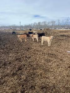 Cow Calf Pairs - Photo 4