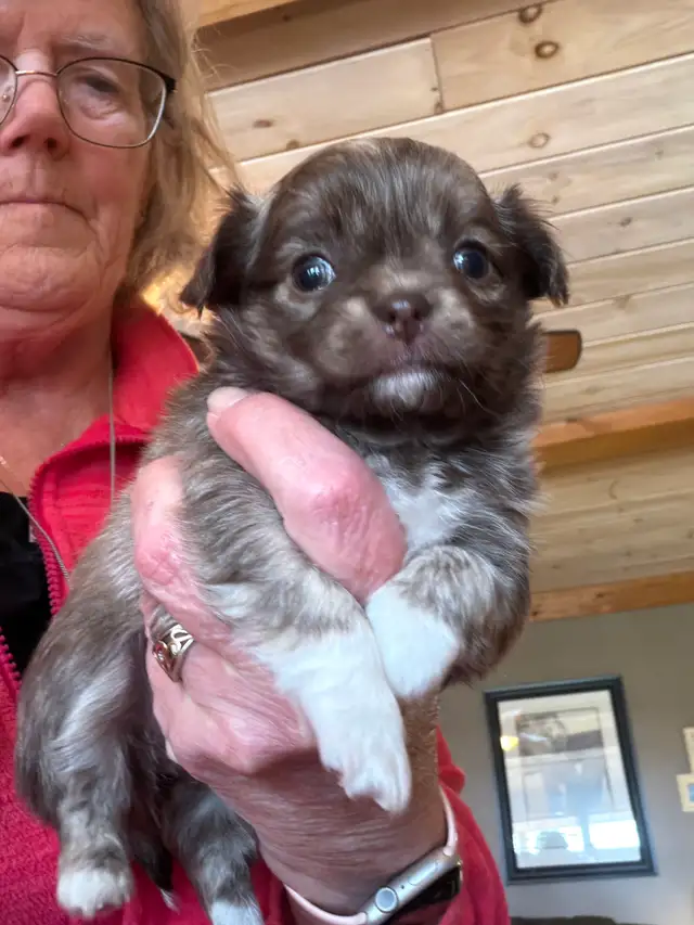 chihuahua long coat - Photo 2