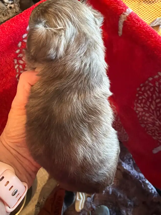 chihuahua long coat - Photo 3