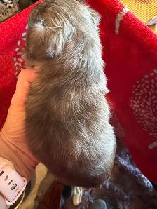 chihuahua long coat - Photo 3