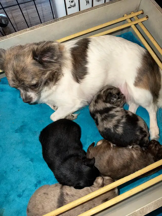 chihuahua long coat - Photo 4