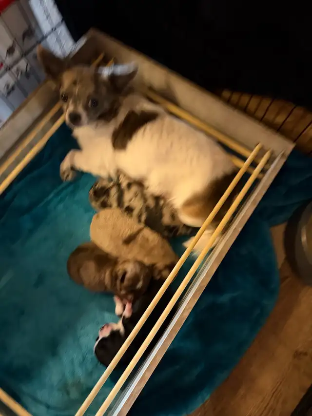 chihuahua long coat - Photo 5