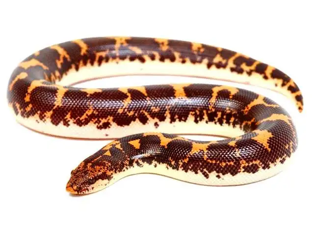 Boa des sables ( Rechercher)