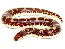 Boa des sables ( Rechercher)