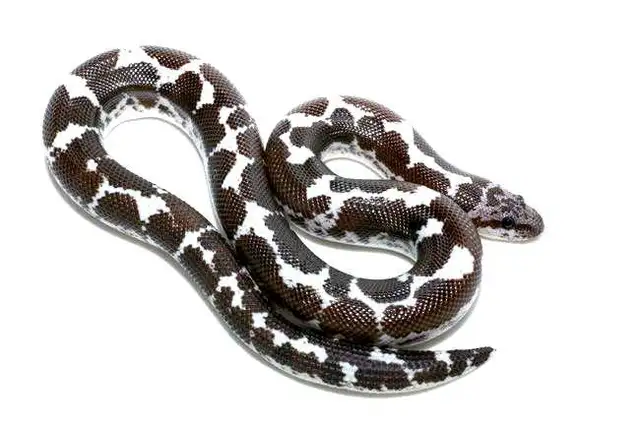 Boa des sables ( Rechercher) - Photo 2