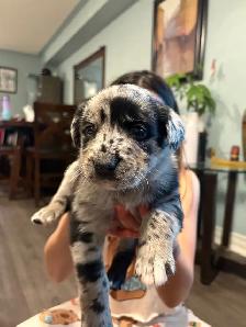 Cane Corso/ Australian Shepherd puppies