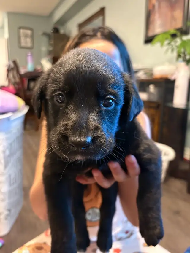 Cane Corso/ Australian Shepherd puppies - Photo 2