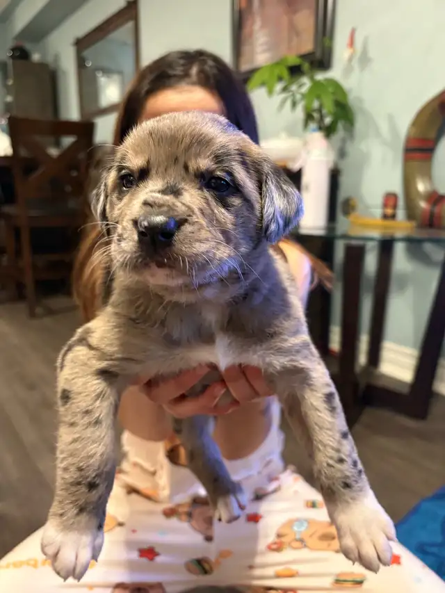 Cane Corso/ Australian Shepherd puppies - Photo 3