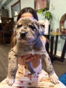 Cane Corso/ Australian Shepherd puppies - Photo 3