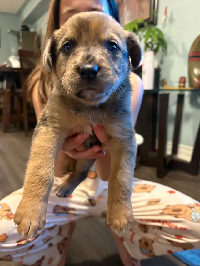 Cane Corso/ Australian Shepherd puppies - Photo 4
