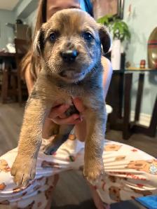 Cane Corso/ Australian Shepherd puppies - Photo 4