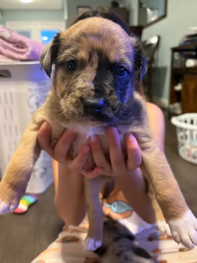 Cane Corso/ Australian Shepherd puppies - Photo 5
