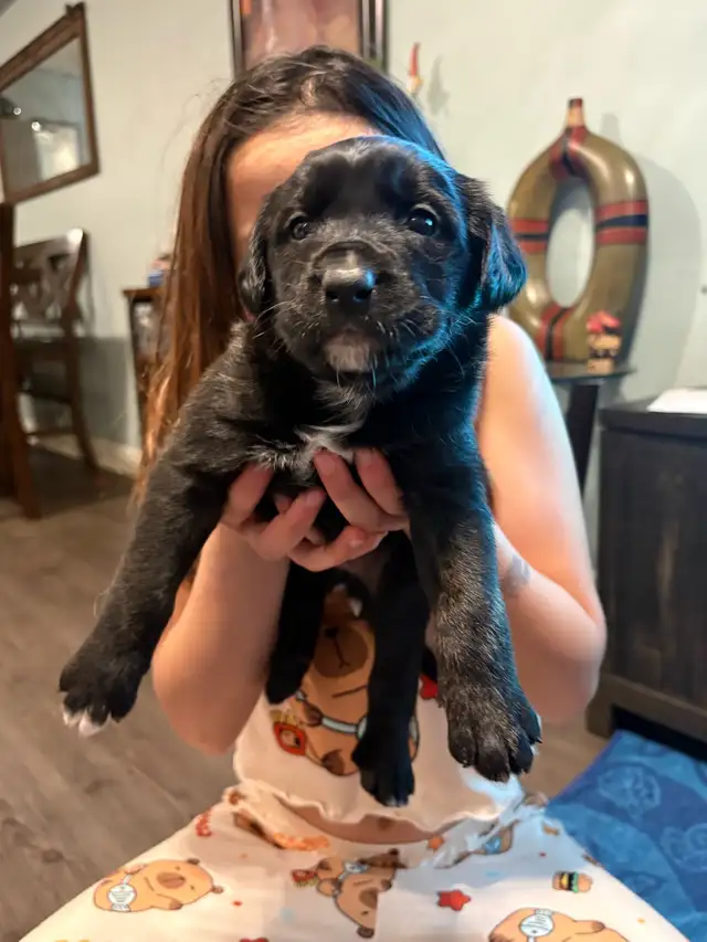 Cane Corso/ Australian Shepherd puppies - Photo 6