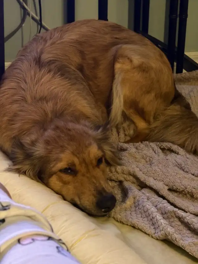 Cane Corso/ Australian Shepherd puppies - Photo 7