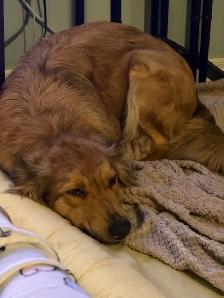 Cane Corso/ Australian Shepherd puppies - Photo 7