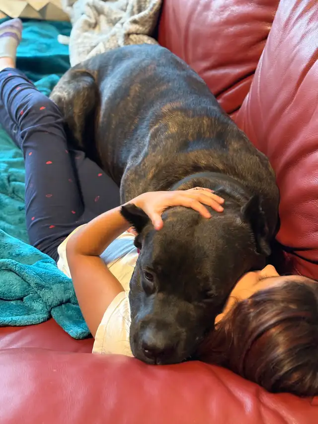 Cane Corso/ Australian Shepherd puppies - Photo 8