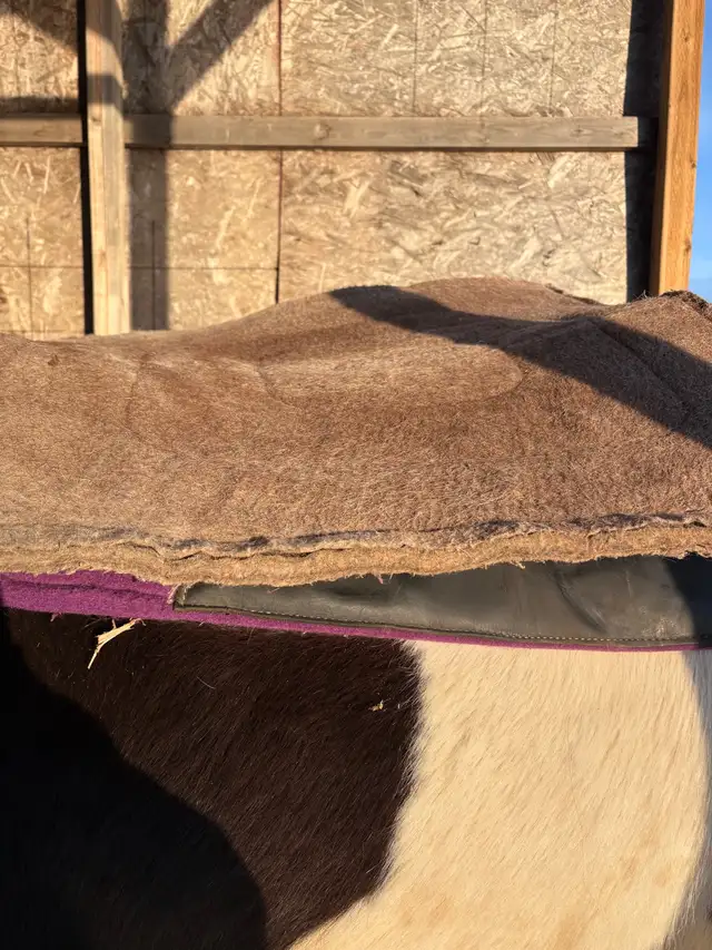 ISO  looking for cheap horse tack - Photo 4