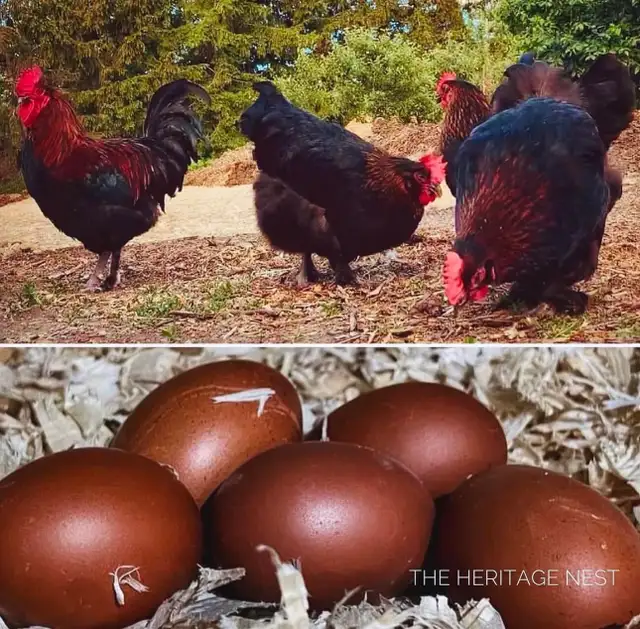 Black copper Maran babies