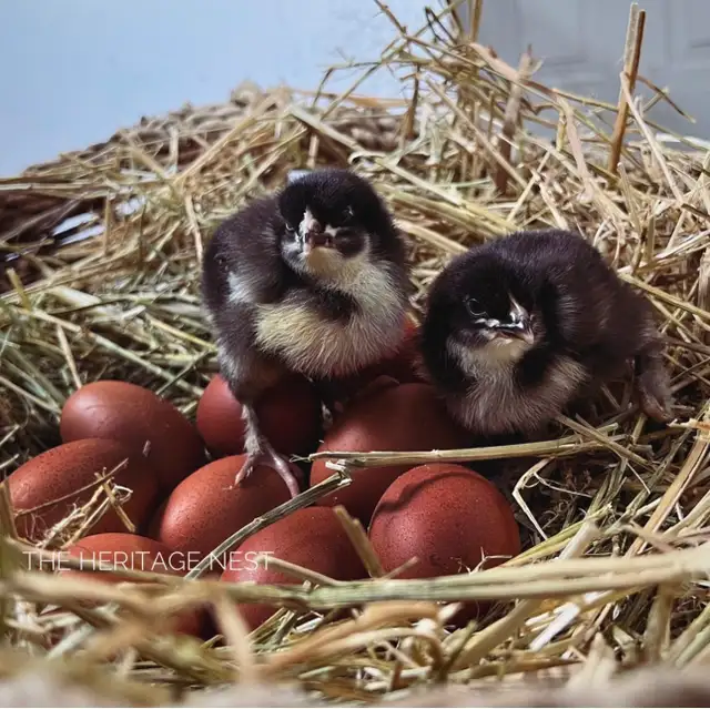 Black copper Maran babies - Photo 2