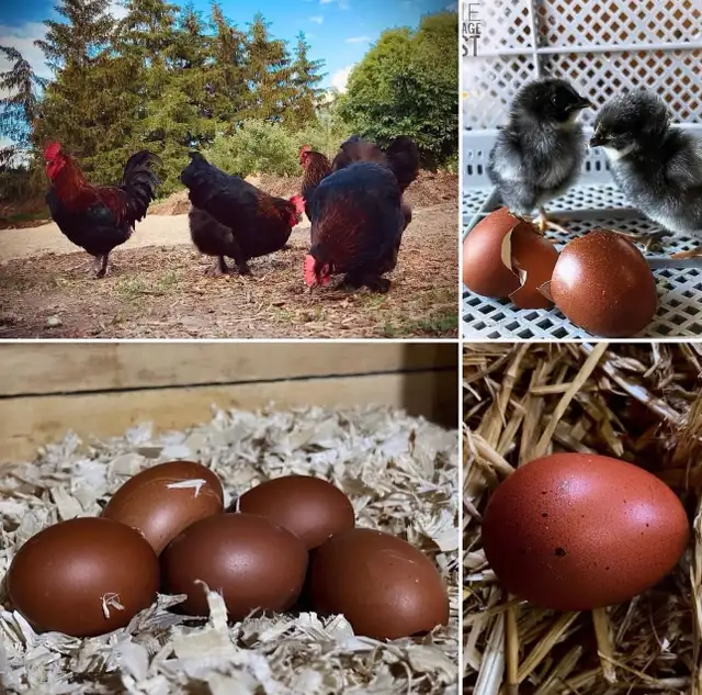 Black copper Maran babies - Photo 3