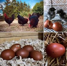 Black copper Maran babies - Photo 3