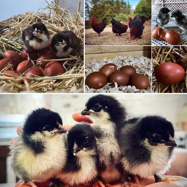 Black copper Maran babies - Photo 5