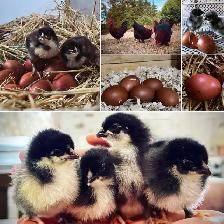 Black copper Maran babies - Photo 5