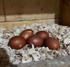 Black copper Maran babies - Photo 6
