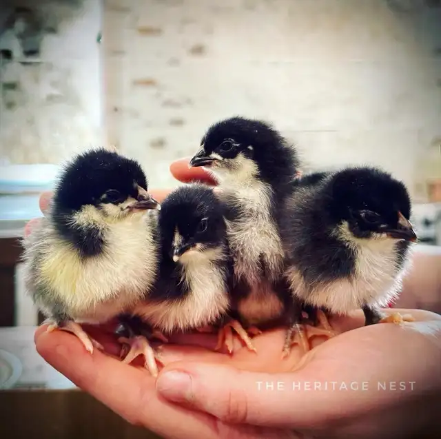 Black copper Maran babies - Photo 7