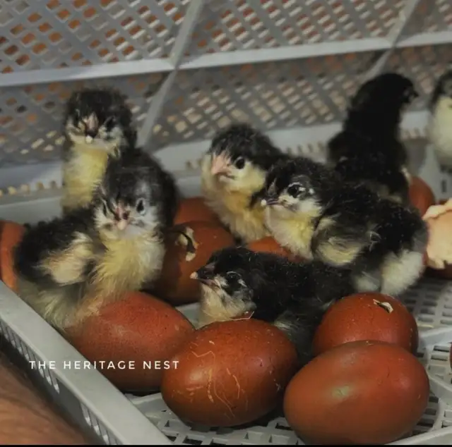 Black copper Maran babies - Photo 8