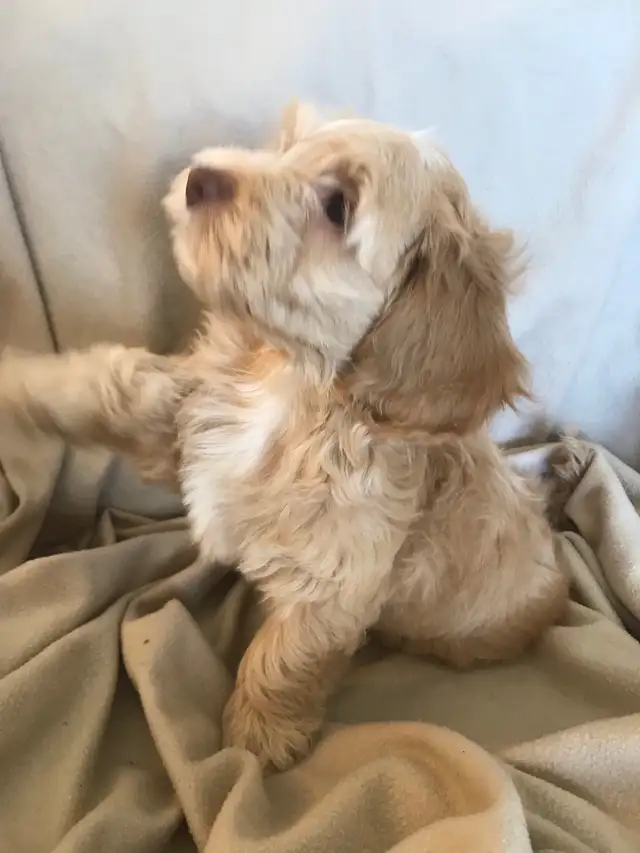 Male Cockapoo Puppy