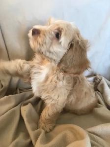 Male Cockapoo Puppy