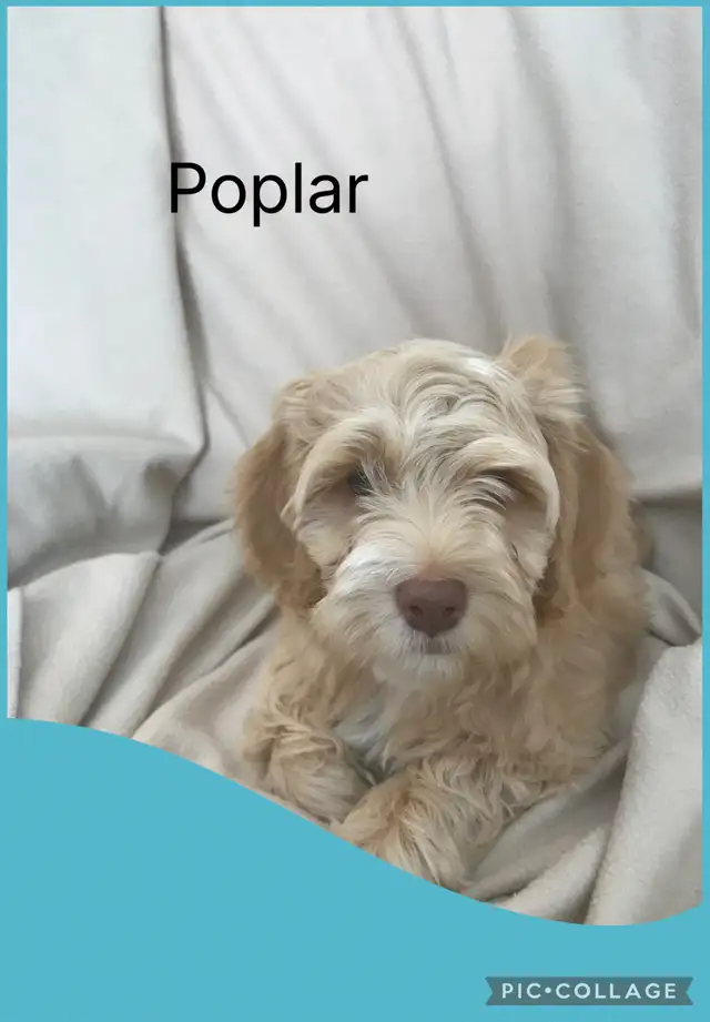 Male Cockapoo Puppy - Photo 2