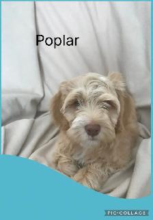 Male Cockapoo Puppy - Photo 2