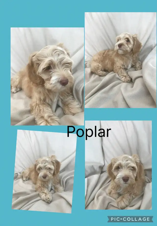Male Cockapoo Puppy - Photo 3