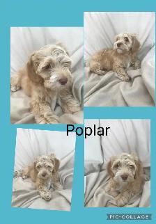 Male Cockapoo Puppy - Photo 3